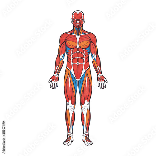 Detailed anatomical illustration of the human muscular system, showing major muscle groups in an anterior view.