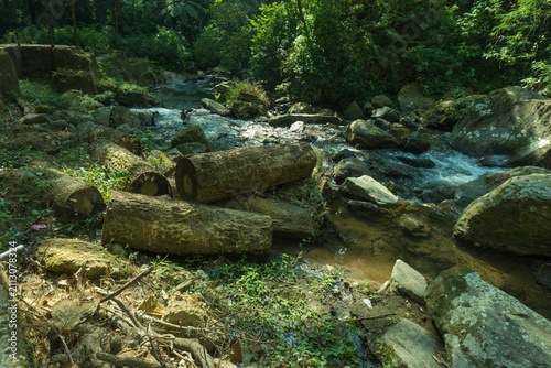 Lush tropical rainforest with a clear rocky stream flowing through dense green vegetation, showcasing a pristine natural landscape in daylight.