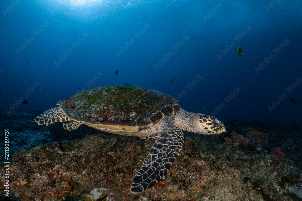 Fototapeta premium Hawksbill sea turtle swimming over coral reef in blue ocean