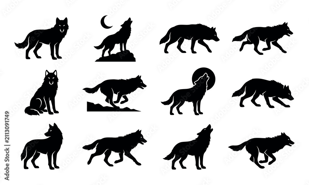 Obraz premium Twelve black wolf silhouettes showing various natural behaviors for graphic design