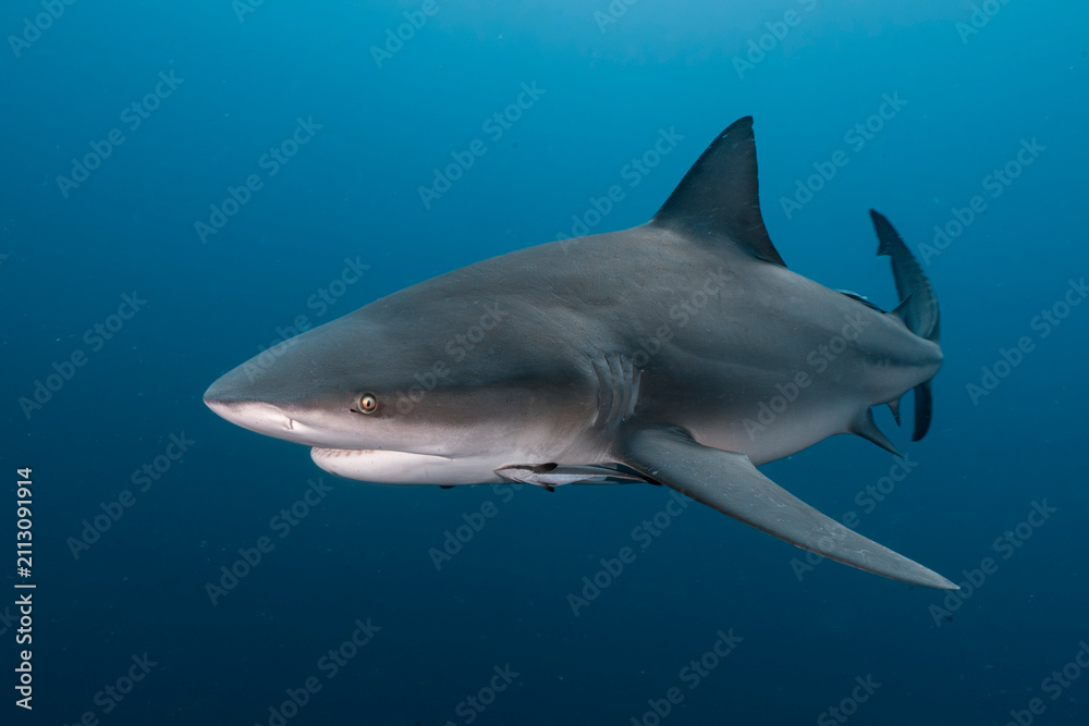 Fototapeta premium Bull shark swimming in deep blue ocean water