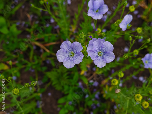Close-up of blooming flax flowers with delicate blue petals in a summer field