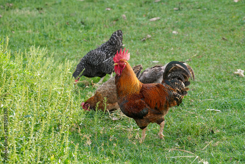 Chickens are in lush green bushes