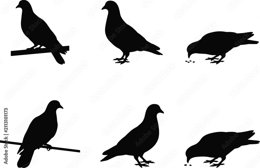 Fototapeta premium Set of Pigeon Silhouette Illustrations in Standing, Perching, and Feeding Bird Poses
