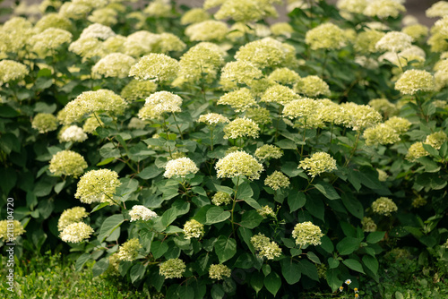 Bild auf Leinwand Hydrangea arborescens bush blooming with white inflorescences in a park garden