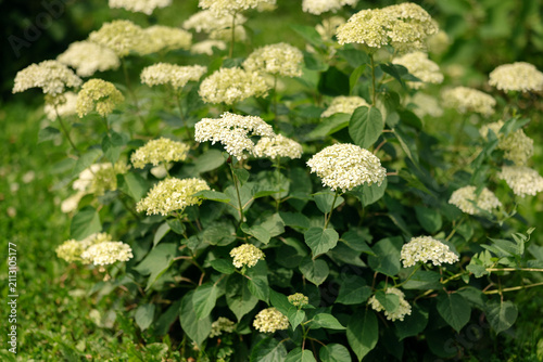 Quadro su tela Hydrangea arborescens bush blooming with white inflorescences in a park garden