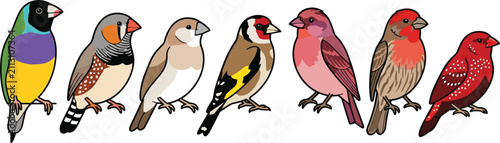 Valokuva Birds with Colorful Feathers Standing in a Row Illustration Featuring Nature, Wi
