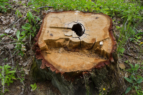 A tree stump in a forest