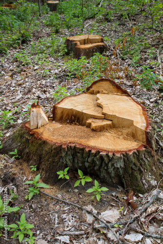 A tree stump in a forest