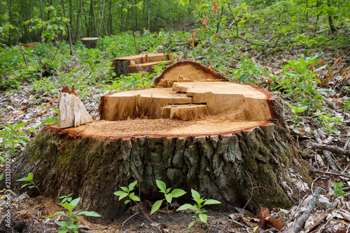 A tree stump in a forest