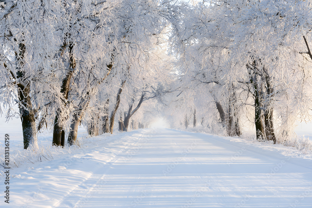 Fototapeta premium Snow-covered tree-lined road in serene winter landscape