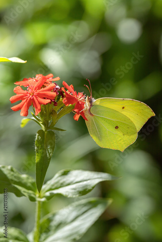 Cuadro en lienzo Male brimstone butterfly (Gonepteryx rhamni) feeding on Jerusalem cross (Lychnis calcedonica)
