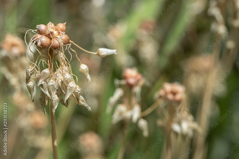 Fotografie Rosy garlic (Allium roseum)