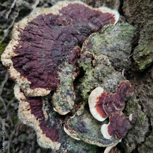Wild bracket fungus Ganoderma growing naturally on a decaying tree trunk in a tropical forest