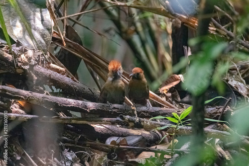 closeup view of a pair fluffy-backed tit-bablers