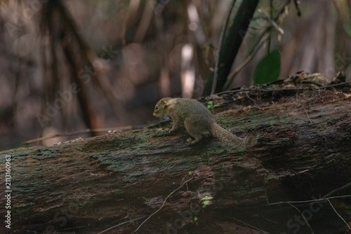 view of treeshrew, a small mammal native to southeast asian forests