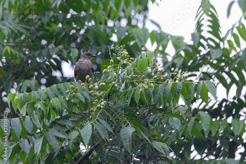 view of Olive-winged bulbul in nature