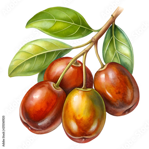 Hand drawn illustration of jujubes on a branch with leaves. Vibrant. detailed depiction of a cluster of jujubes. highlighting their glossy texture and natural colors.