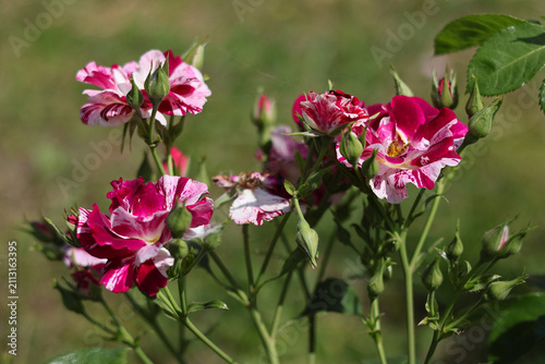An original rose variety with variegated petals on a natural blurred background
