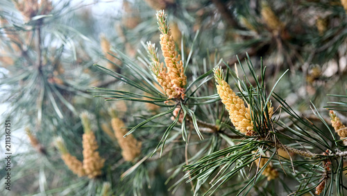 Cuadro en lienzo Pinus sylvestris, Scotch pine close up macro selective focus branch with yellow