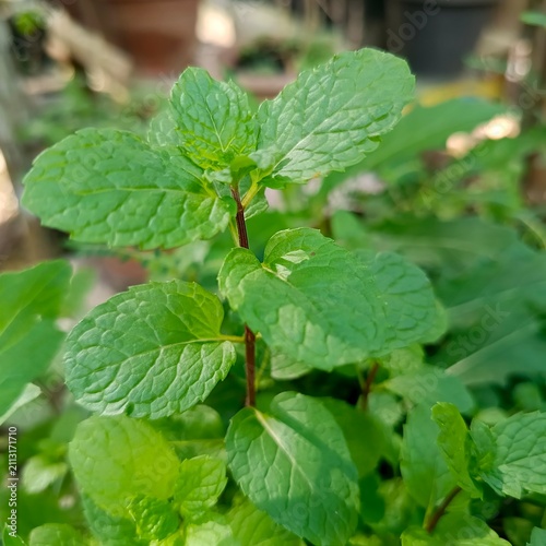 Картината върху платно Close up of a single fresh mint stem with bright green leaves in sunlight