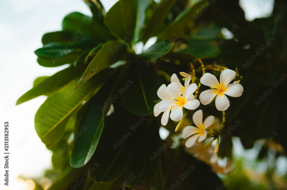 Naklejka premium Flowers on a tree in Bangkok, Thailand during the evening light