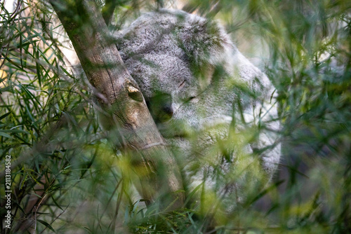 Photography Sleepy Koala Resting Peacefully Among Leaves