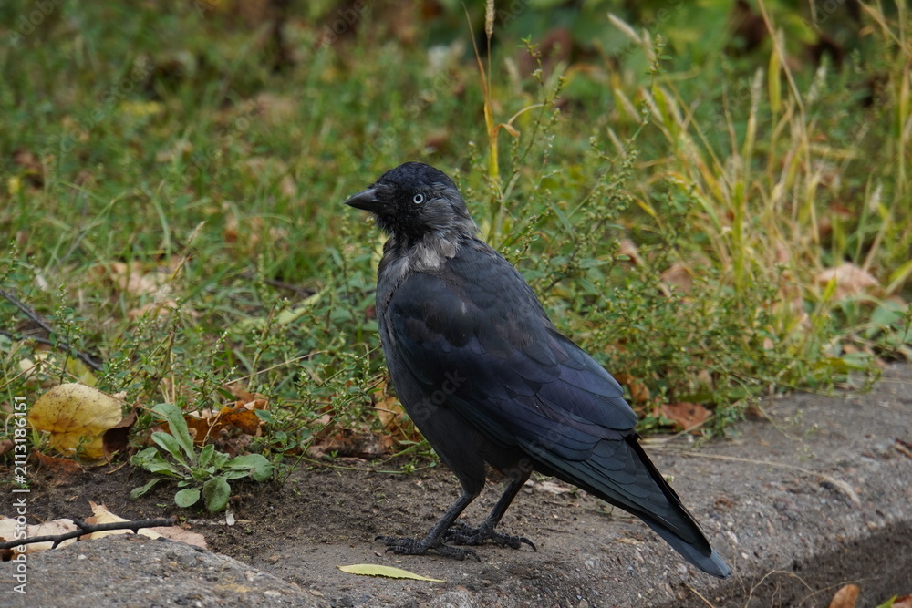 Obraz premium A Western jackdaw sits on a curb near the grass