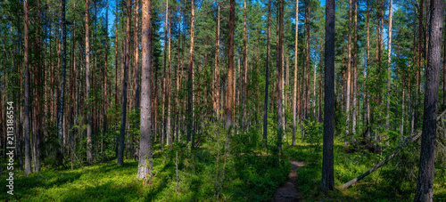 Foto Wald Finnland
