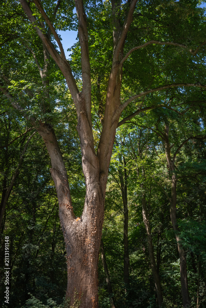 Obraz premium Tall tree standing in a forest with dense green foliage during the day