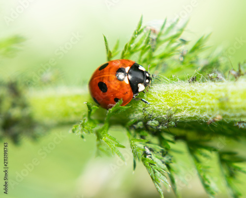 ladybug on green leaf