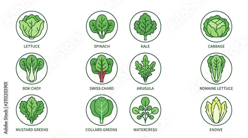 Foto Collection of various leafy green vegetables illustrated.