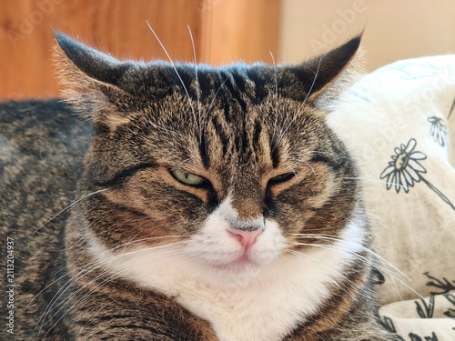 A close-up portrait of a grumpy tabby cat flattening its ears back in an 