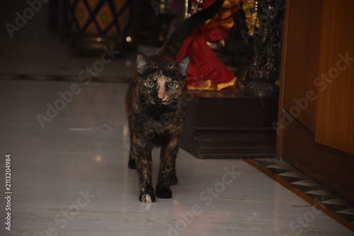 Beautiful House Cat Relaxing with Curious Eyes Companion Animal Concept