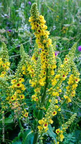 Fotografie Yellow mullein (Verbascum) flower spikes blooming in a wild summer meadow
