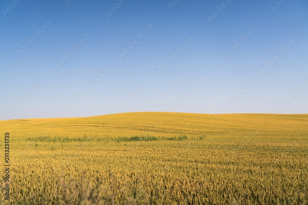 Fototapeta premium Golden Wheat Field Under Clear Blue Sky