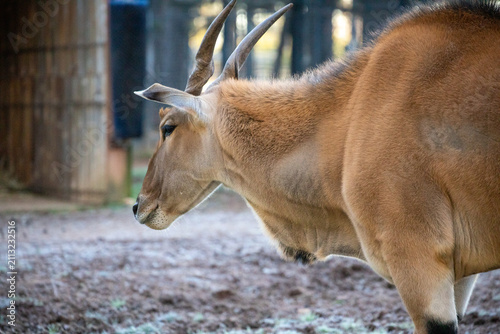 Photography Graceful Antelope Standing Peacefully Natural Habitat