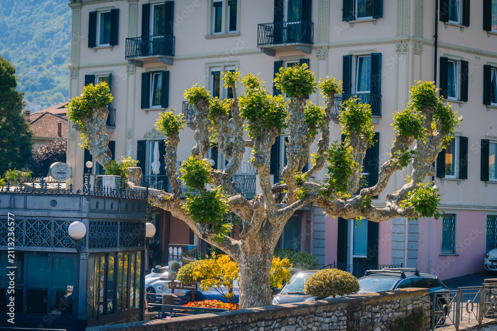 Obraz premium Large pruned tree with green foliage in front of a building with balconies and a restaurant terrace in a scenic urban setting