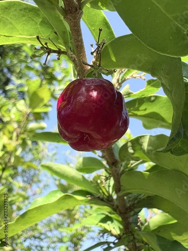 Fotografie Fresh ripe red acerola cherry hanging on branch with green leaves and blue sky b