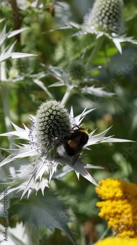Bumblebee pollinating sea holly eryngium flower