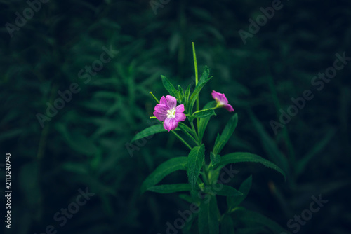 a Epilobium hirsutum in a dark dense forest