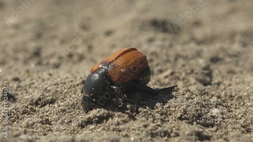 Macro close-up of a dead beetle on the dry surface of a dried salt lake with shallow depth of field and natural sunlight.