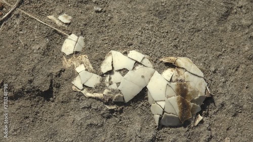 Broken bird eggshell on the dry surface of a dried salt lake under bright sunlight with detailed natural textures and slow camera movement