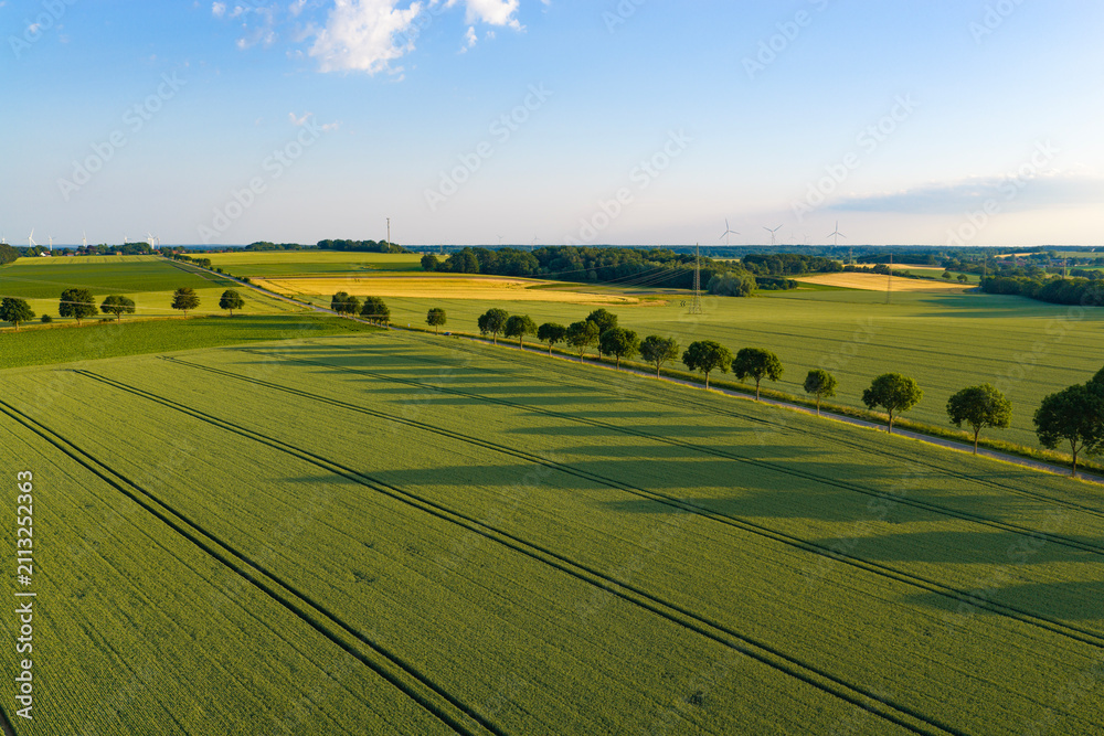 Fototapeta premium Aerial top view on green crop field. Nature environment. Green harvest in field. Summer green field. Agricultural aerial landscape. Green crop agricultural farm landscape. Harvesting and cultivation