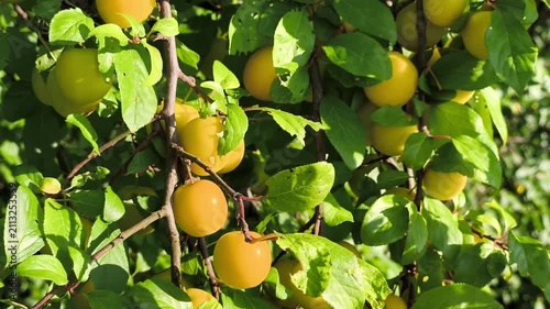 Ripe Yellow Plums Hanging on Tree Branch in Bright Sunlight