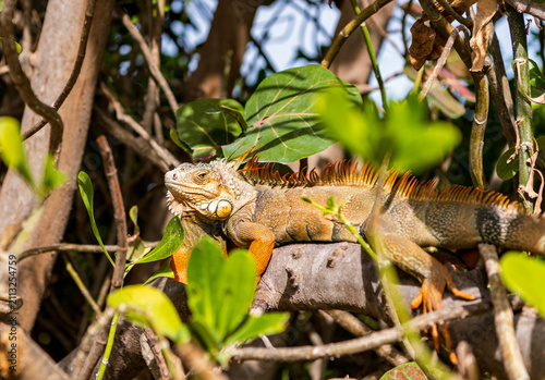 Canvastavla Reptile animal in nature