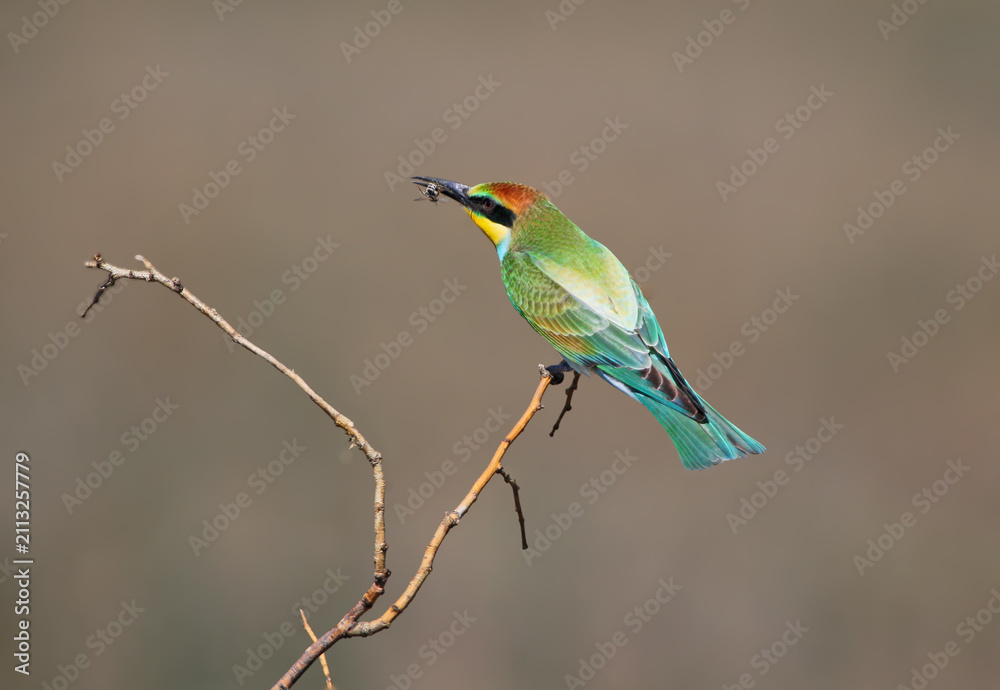 Obraz premium A colorful young European bee-eater perched gracefully on a thin, dry branch against a soft background.