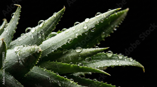 Water drips on alovera
