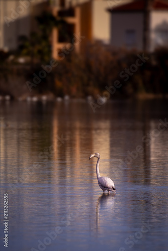 Flamingo in spain