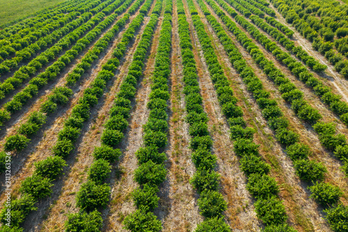 Aerial Drone View of Lemon Orchard with Green Citrus Trees in Agricultural Plantation.